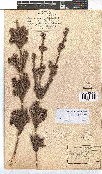 Erica unicolor subsp. unicolor image