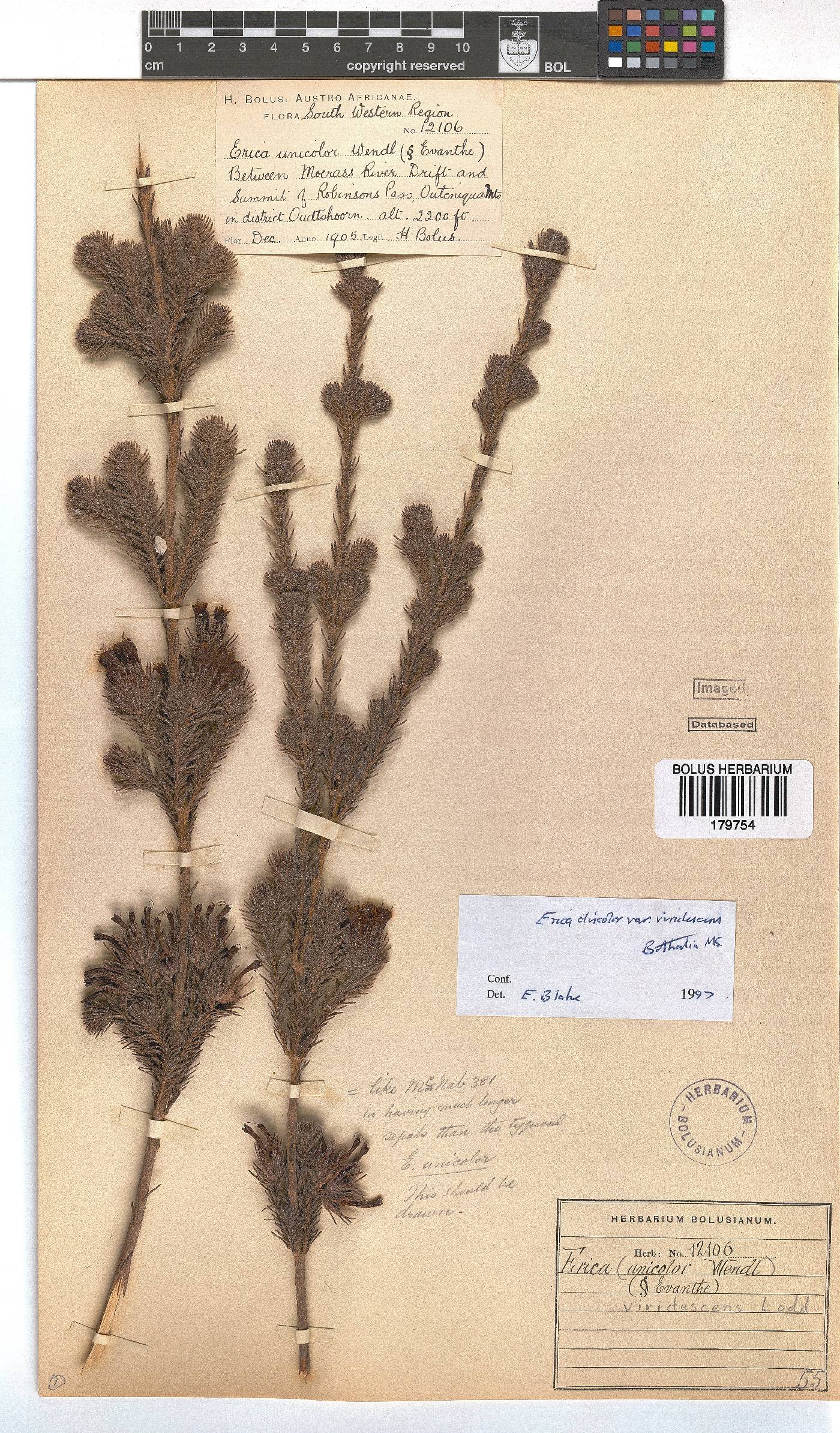 Erica unicolor image