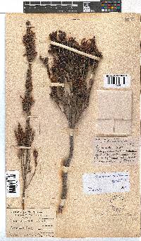 Erica unicolor subsp. unicolor image