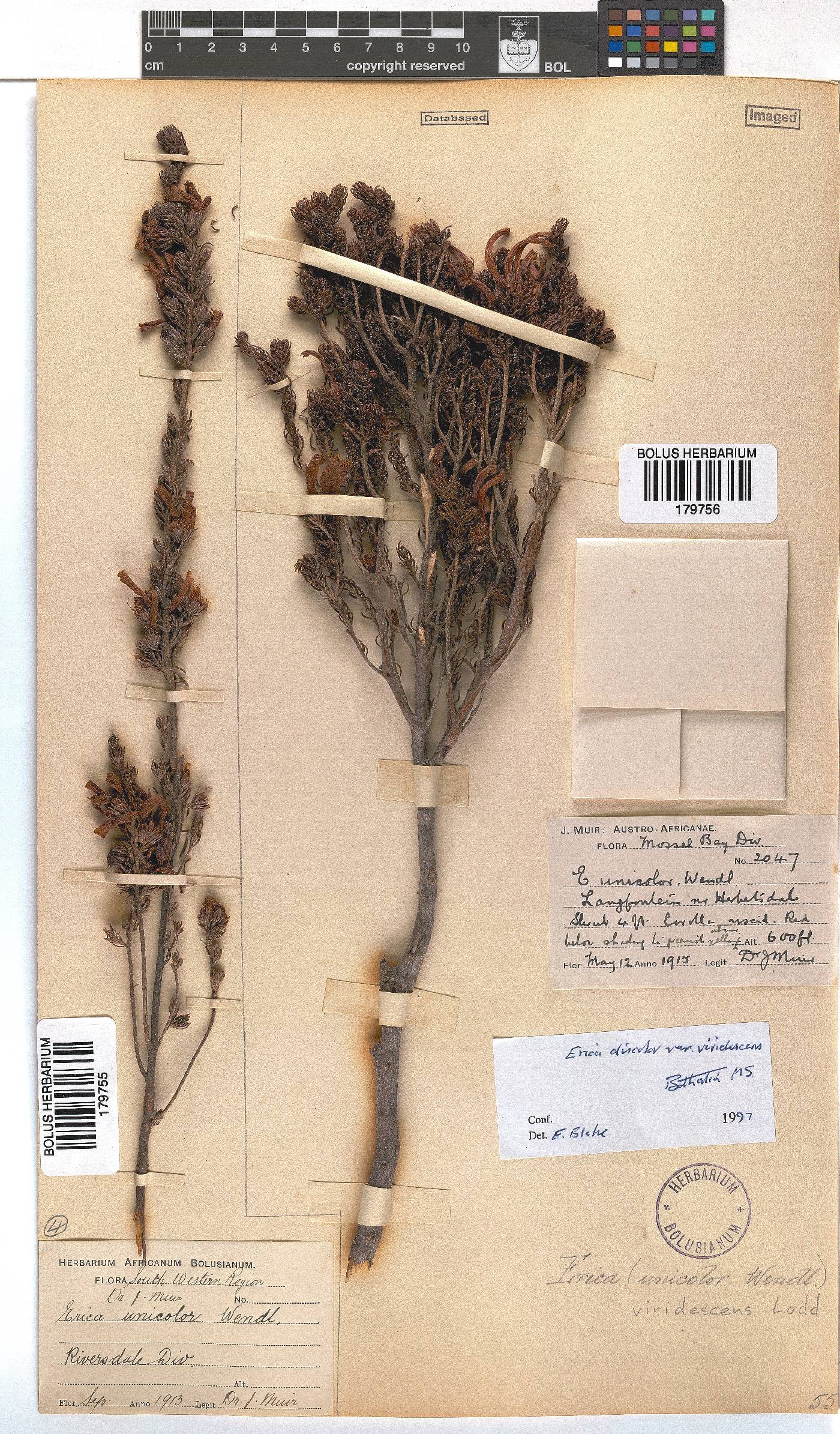 Erica unicolor subsp. unicolor image