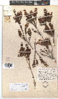 Erica unicolor subsp. unicolor image