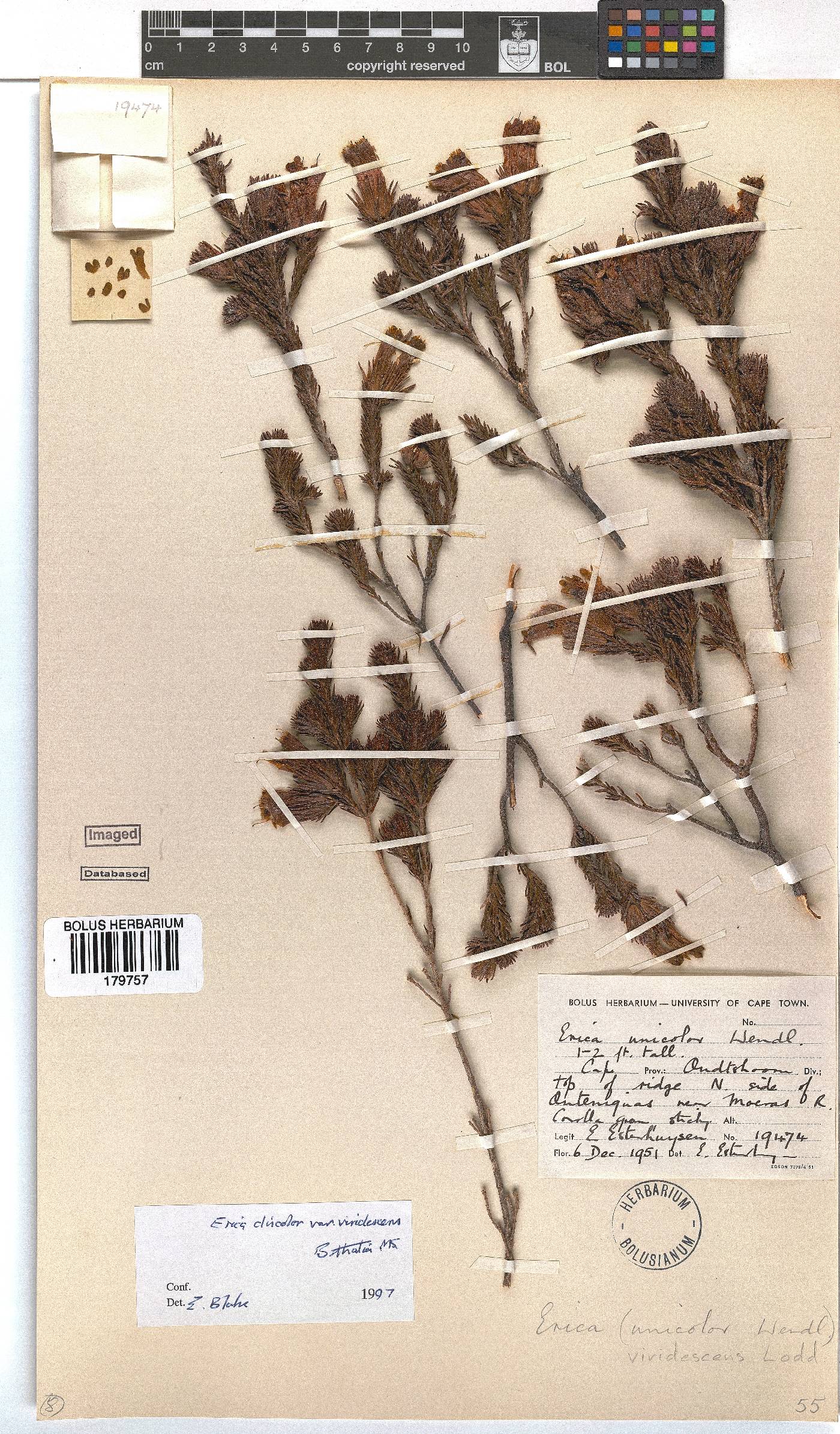 Erica unicolor subsp. unicolor image