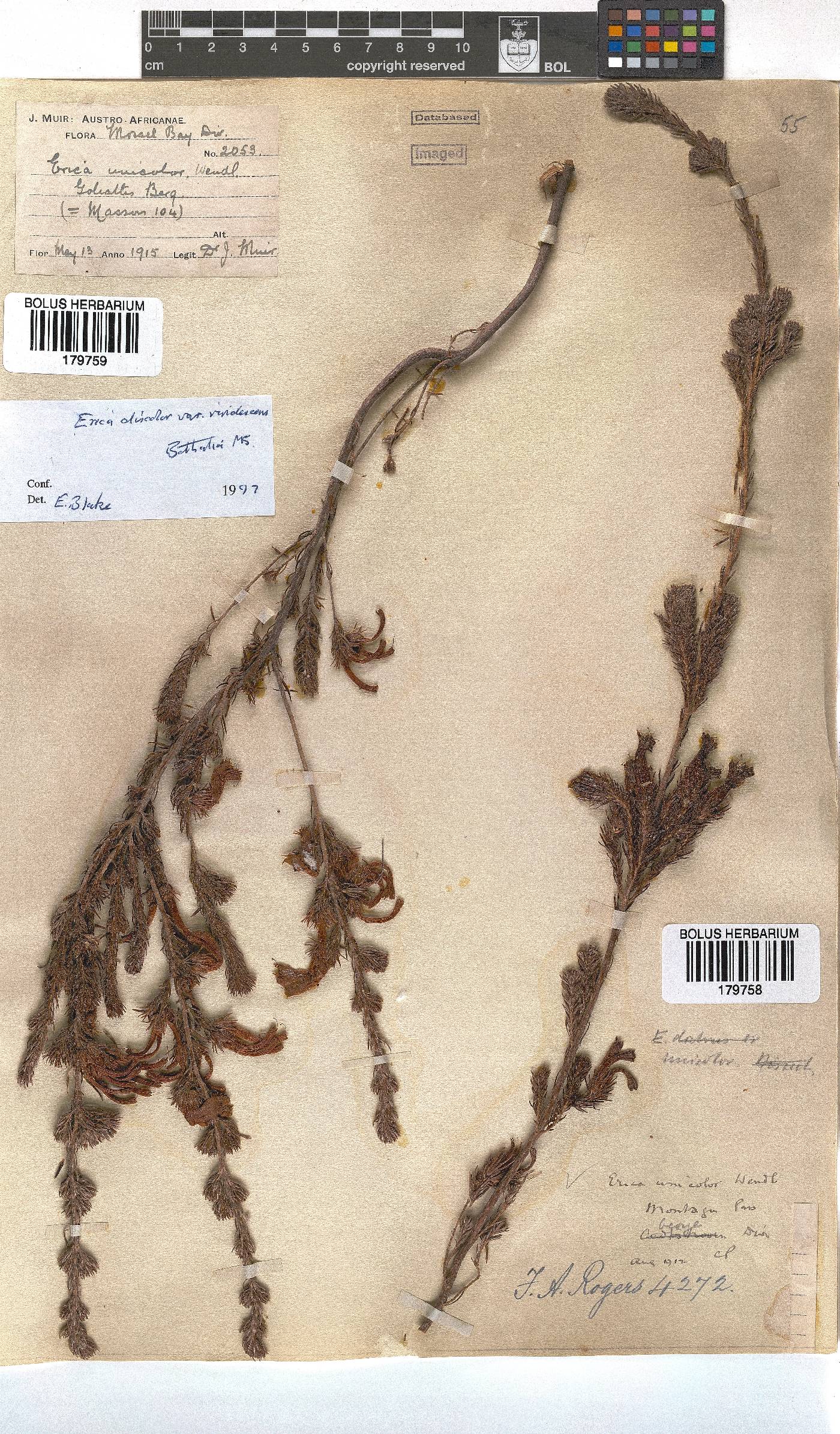 Erica unicolor image