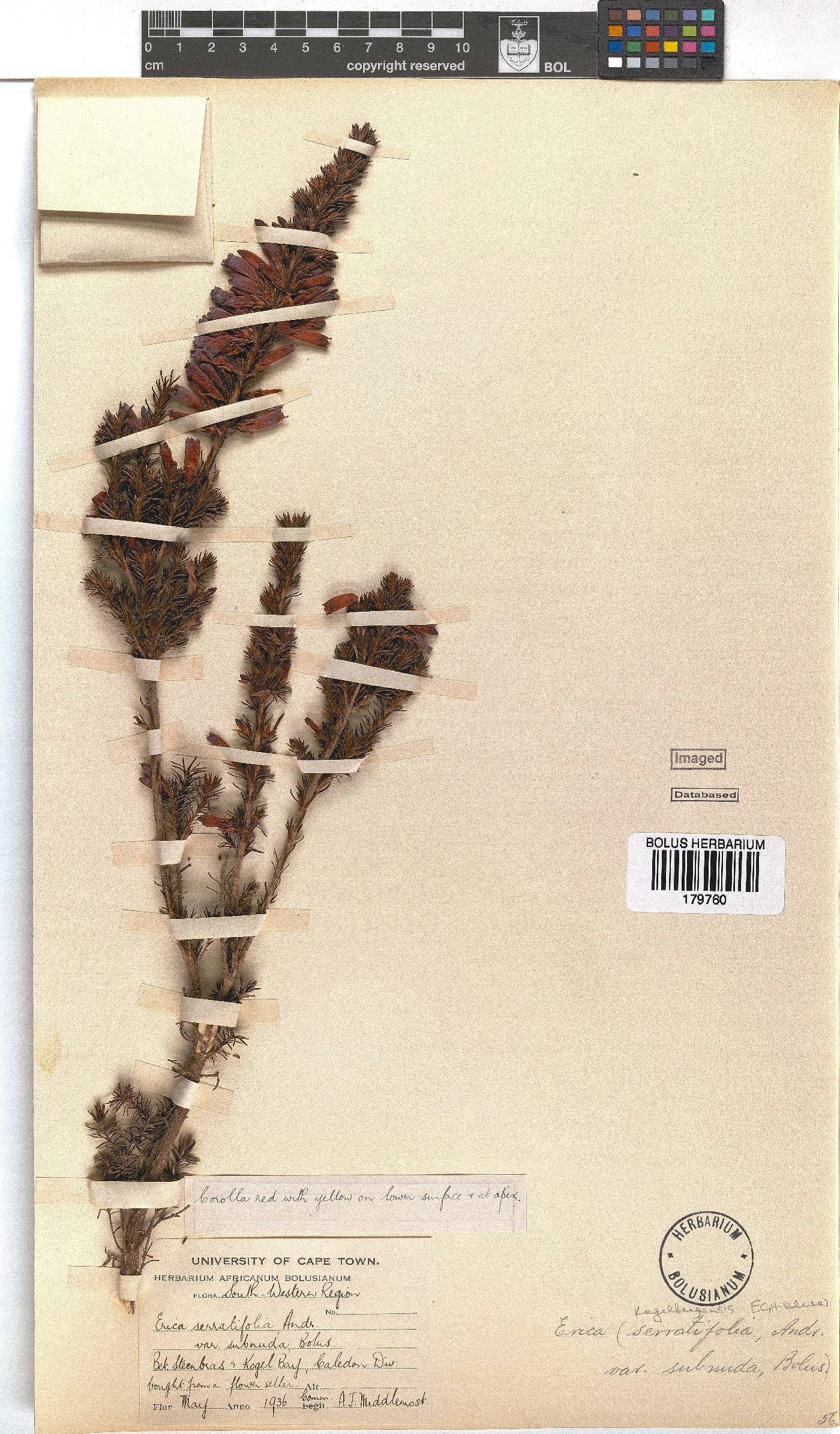 Erica kogelbergensis image
