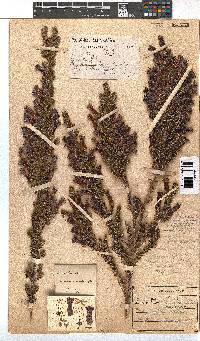 Erica macowanii image