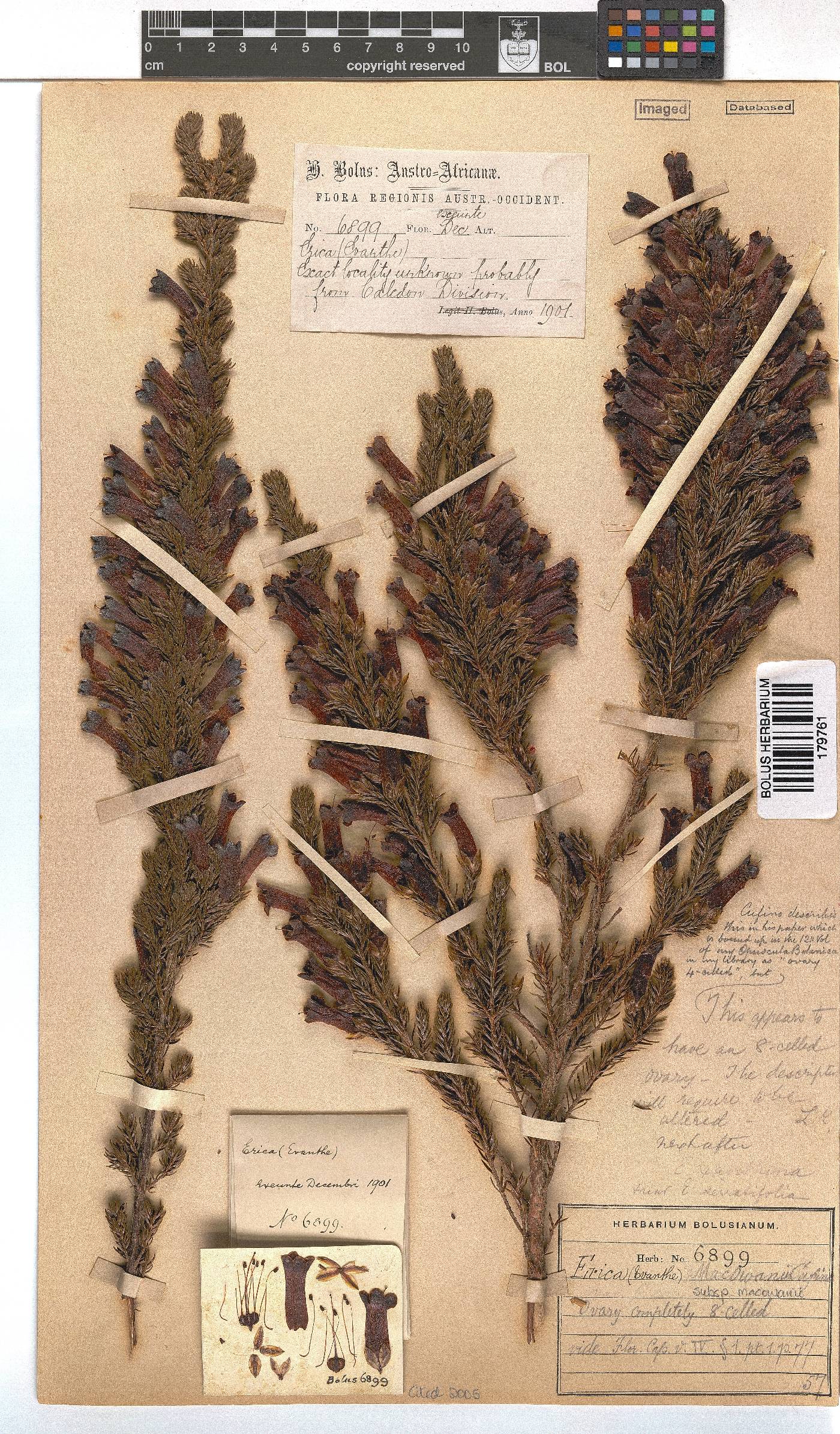 Erica macowanii image