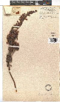 Erica macowanii image