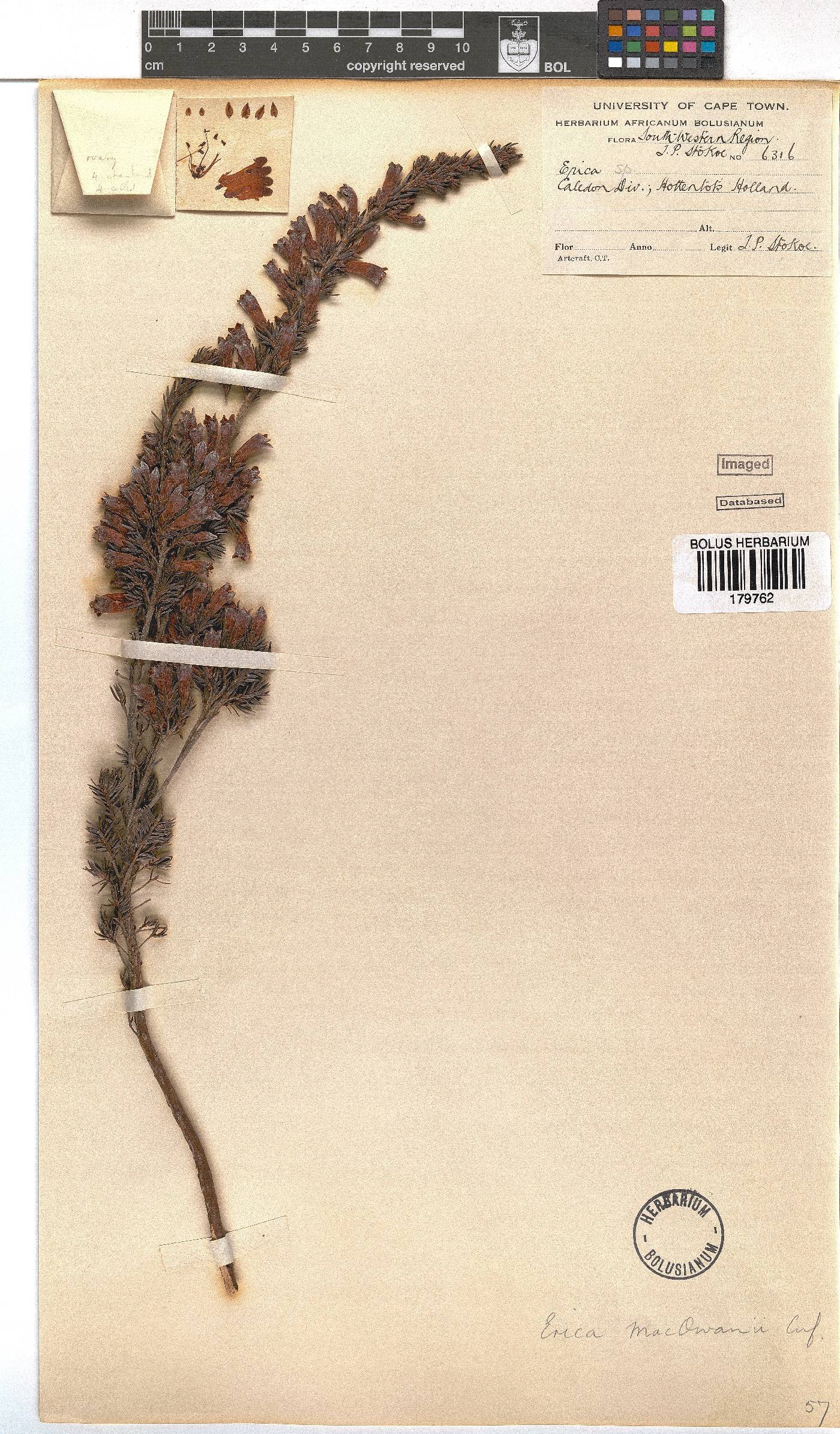 Erica macowanii image