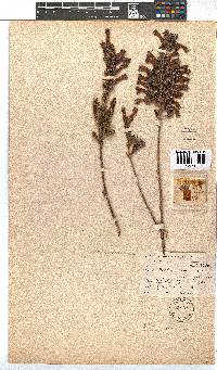 Erica macowanii image