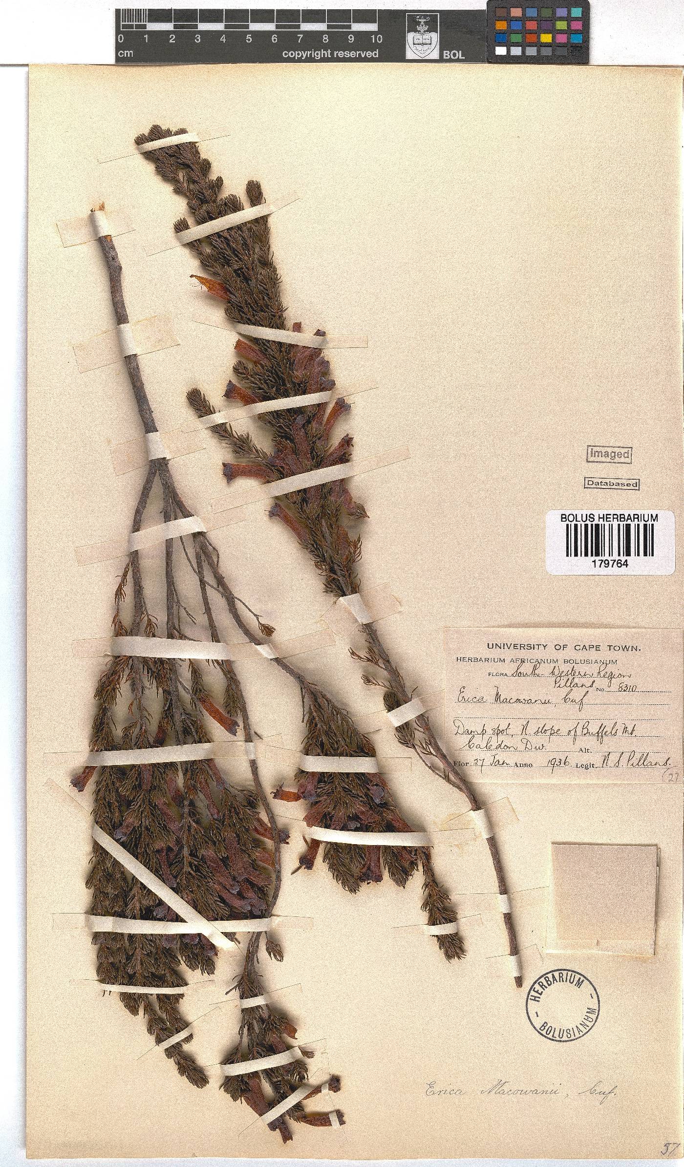 Erica macowanii image