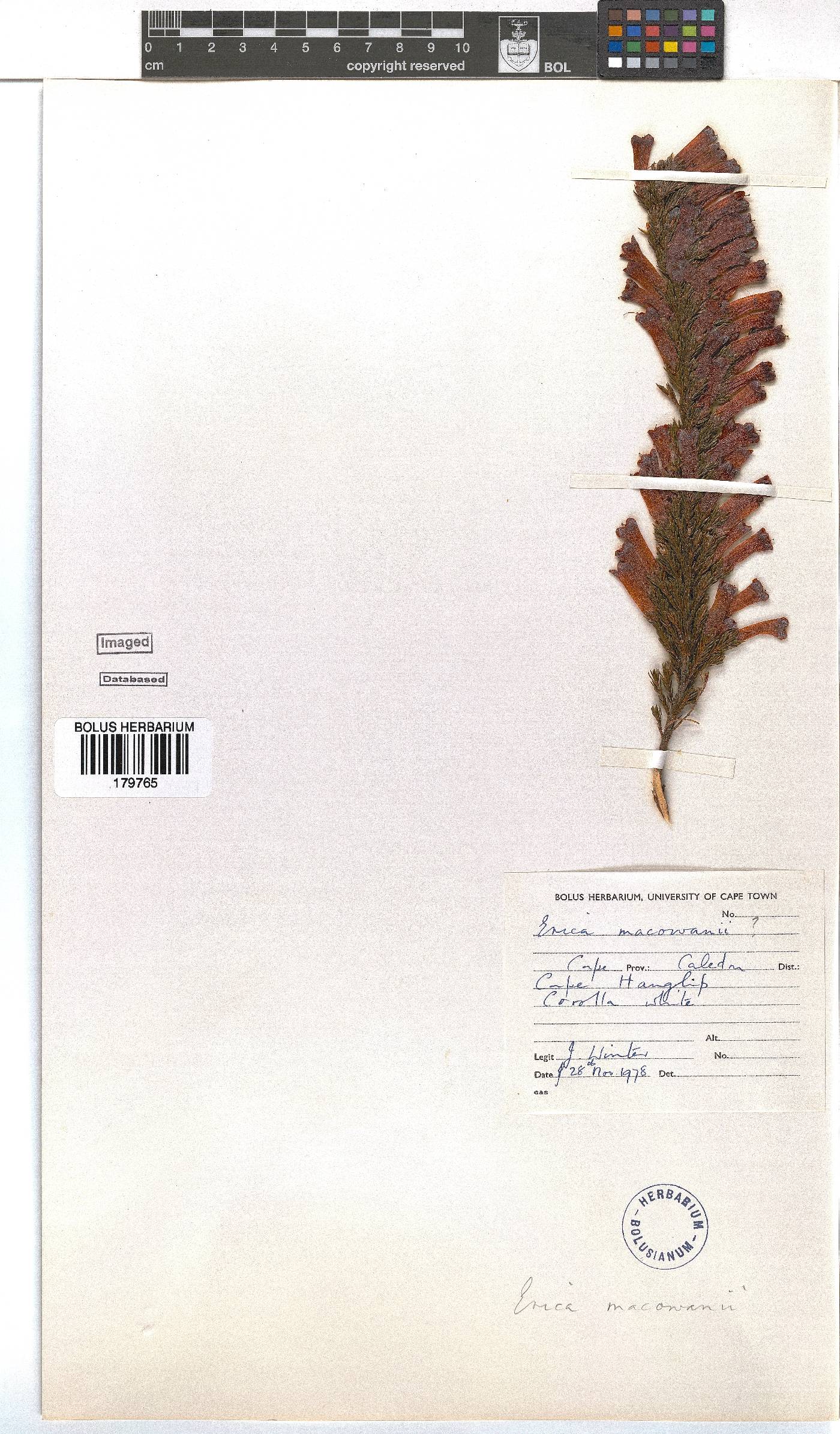 Erica macowanii image