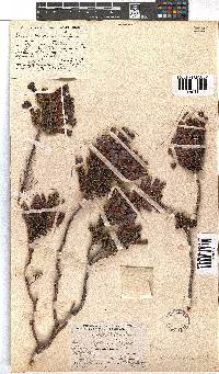 Erica macowanii image