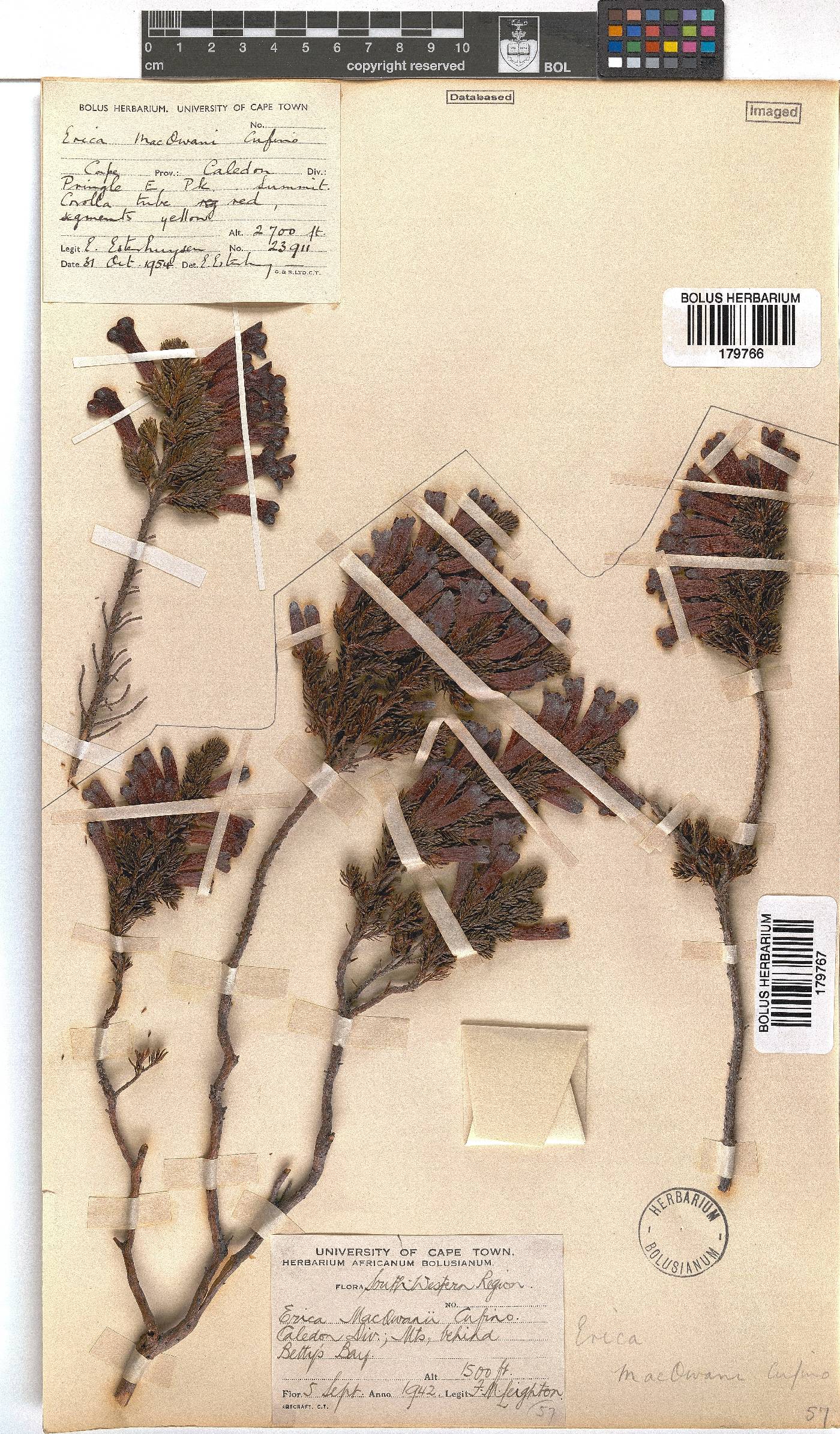 Erica macowanii image