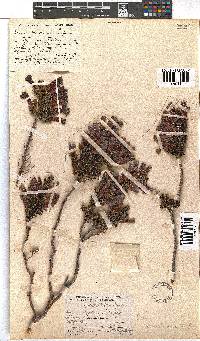 Erica macowanii image