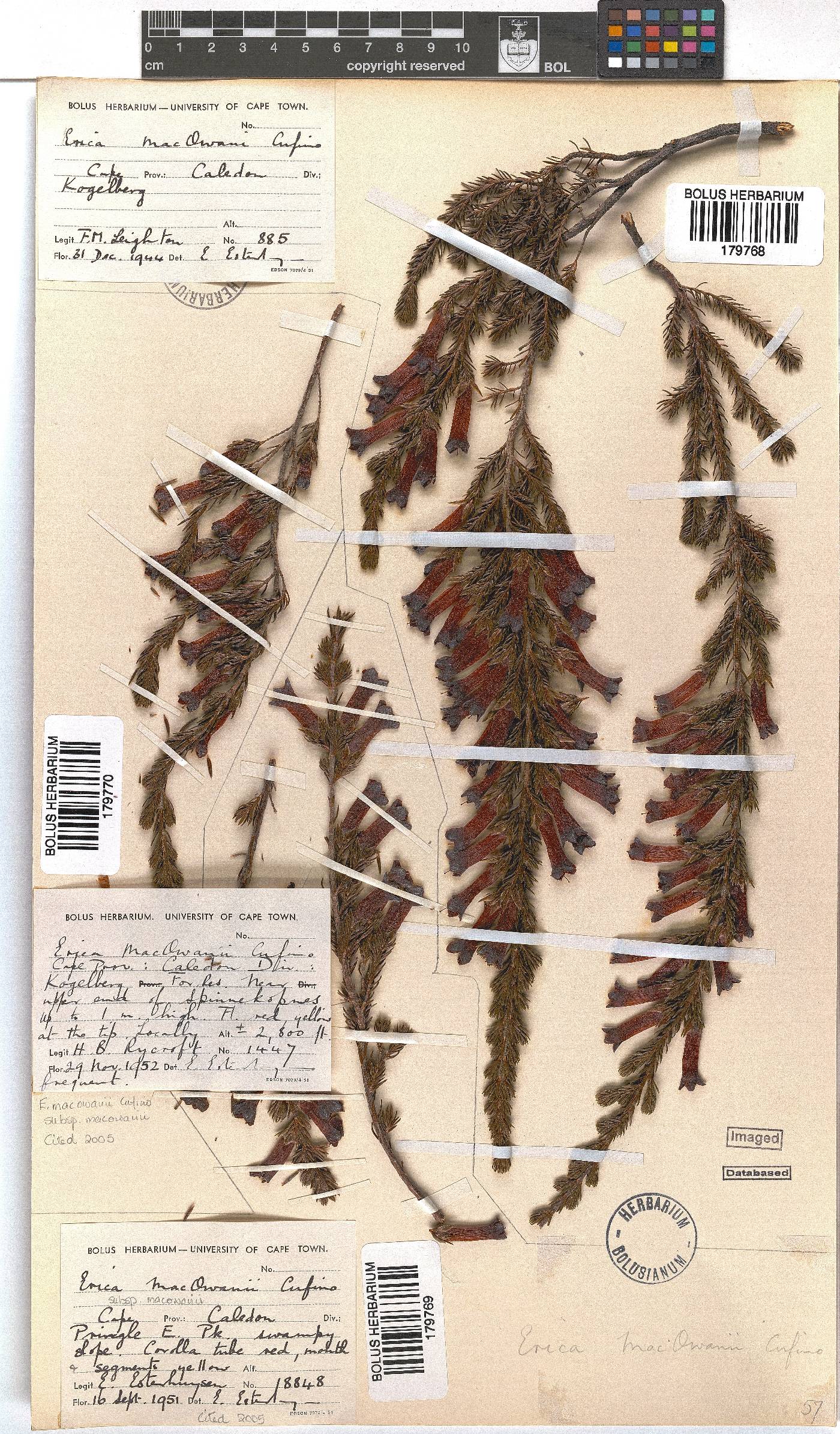 Erica macowanii image