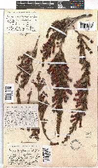 Erica macowanii image