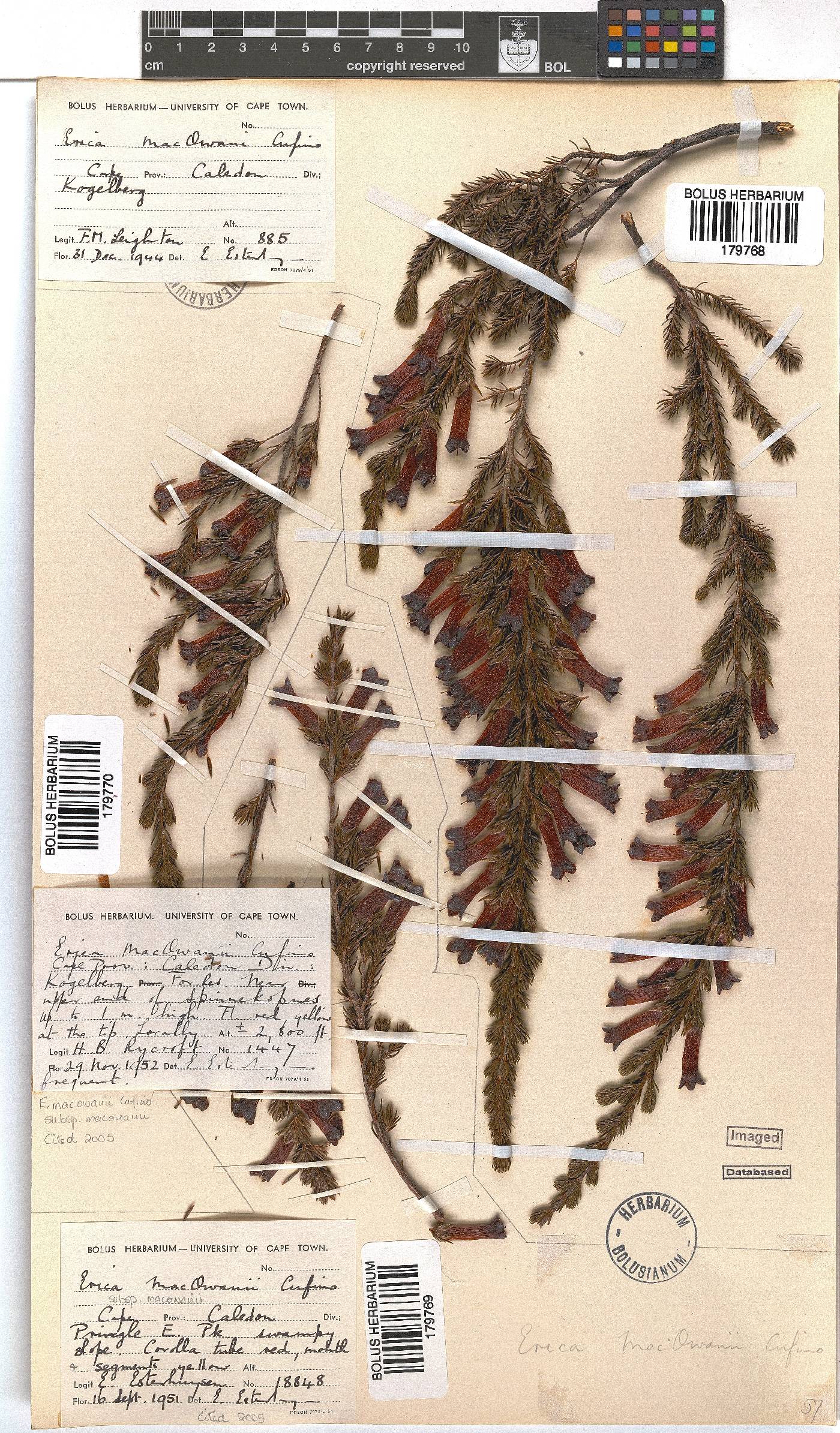 Erica macowanii subsp. macowanii image