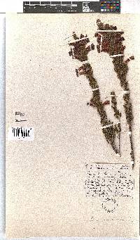 Erica macowanii image