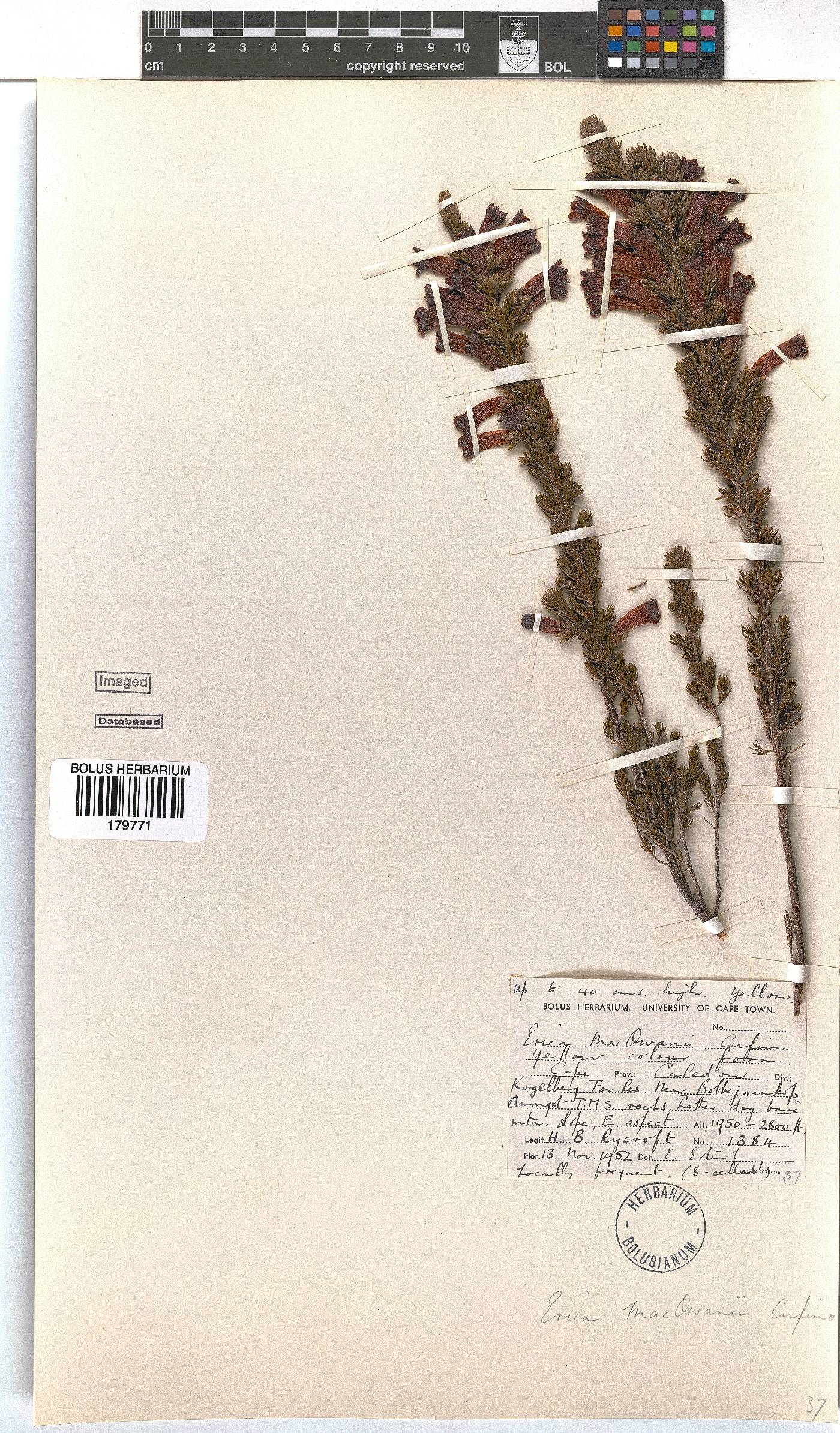 Erica macowanii image