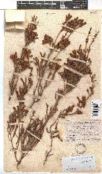 Erica versicolor image