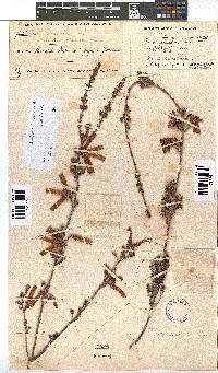 Erica versicolor image