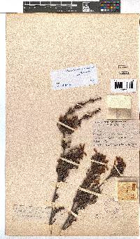 Erica versicolor image