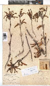 Erica versicolor image