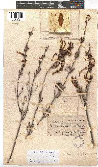 Erica versicolor image