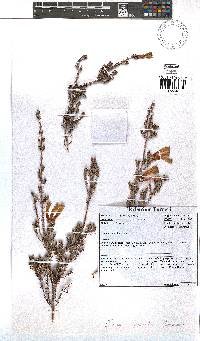 Erica versicolor image