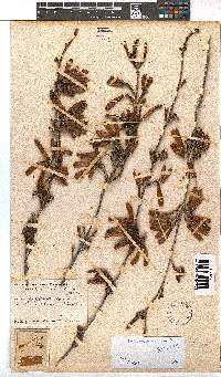 Erica versicolor image