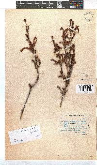 Erica versicolor image