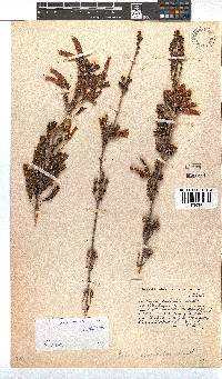 Erica versicolor image