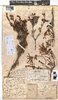 Erica versicolor image