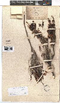 Erica versicolor image