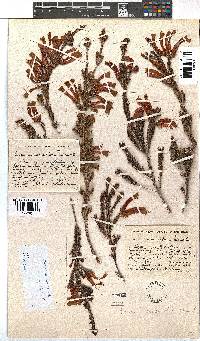 Erica versicolor image