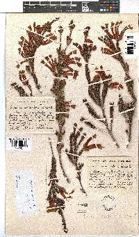 Erica versicolor image