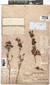 Erica versicolor image