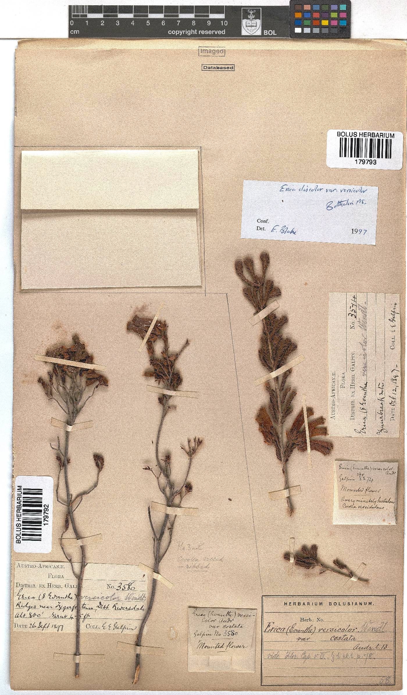 Erica versicolor image