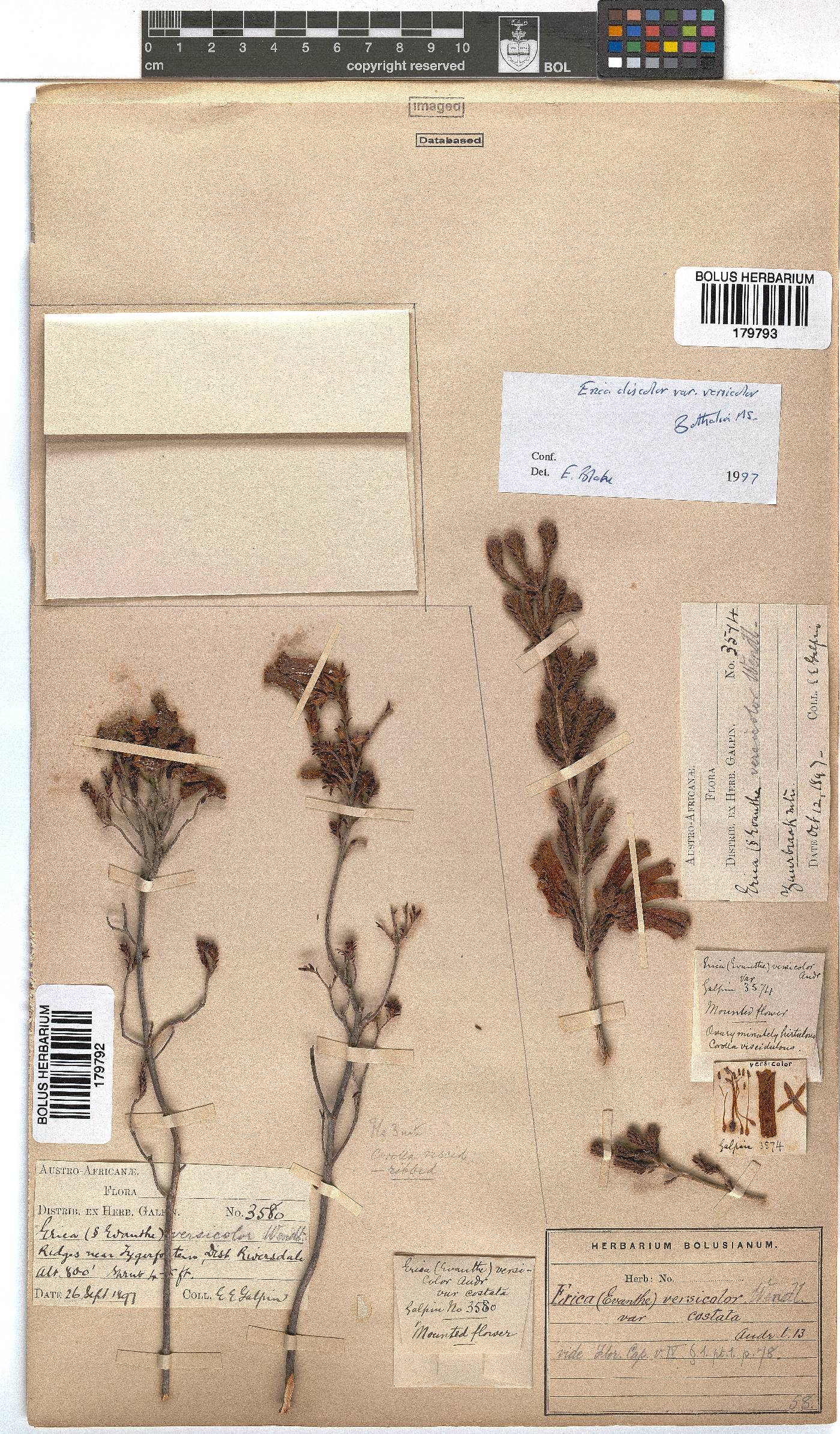 Erica versicolor image