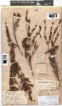 Erica versicolor image