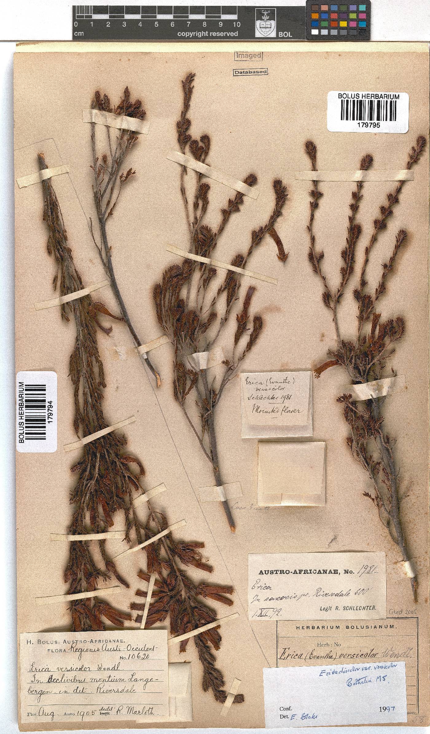 Erica versicolor image