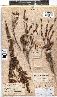 Erica versicolor image