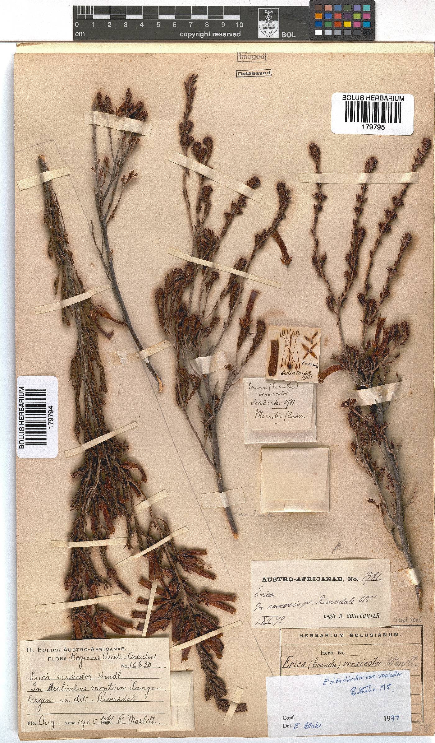 Erica versicolor image