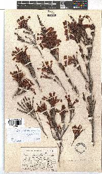 Erica versicolor image