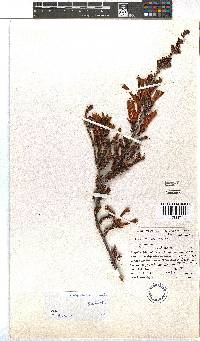 Erica versicolor image