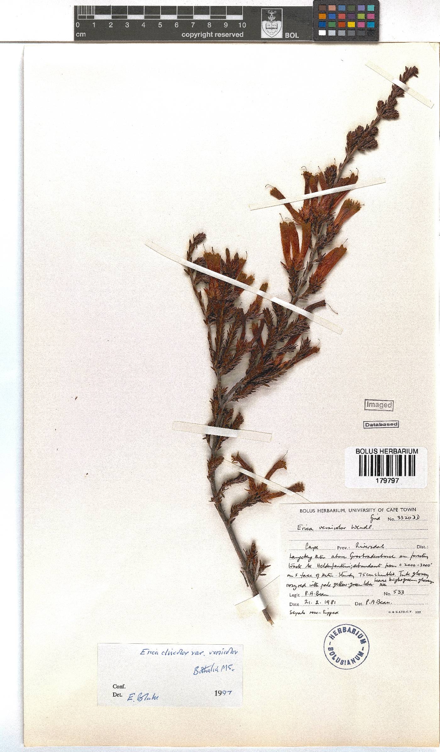 Erica versicolor image