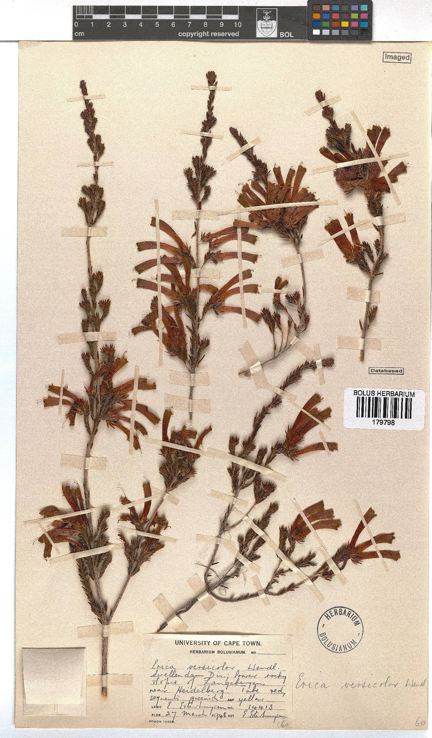 Erica versicolor image