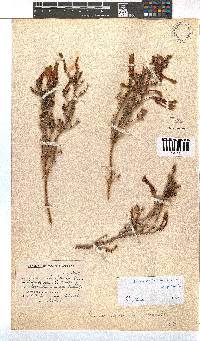 Erica versicolor image