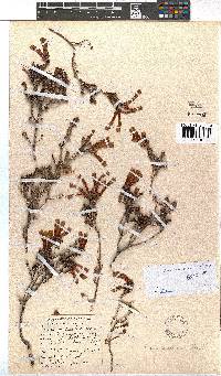 Erica versicolor image