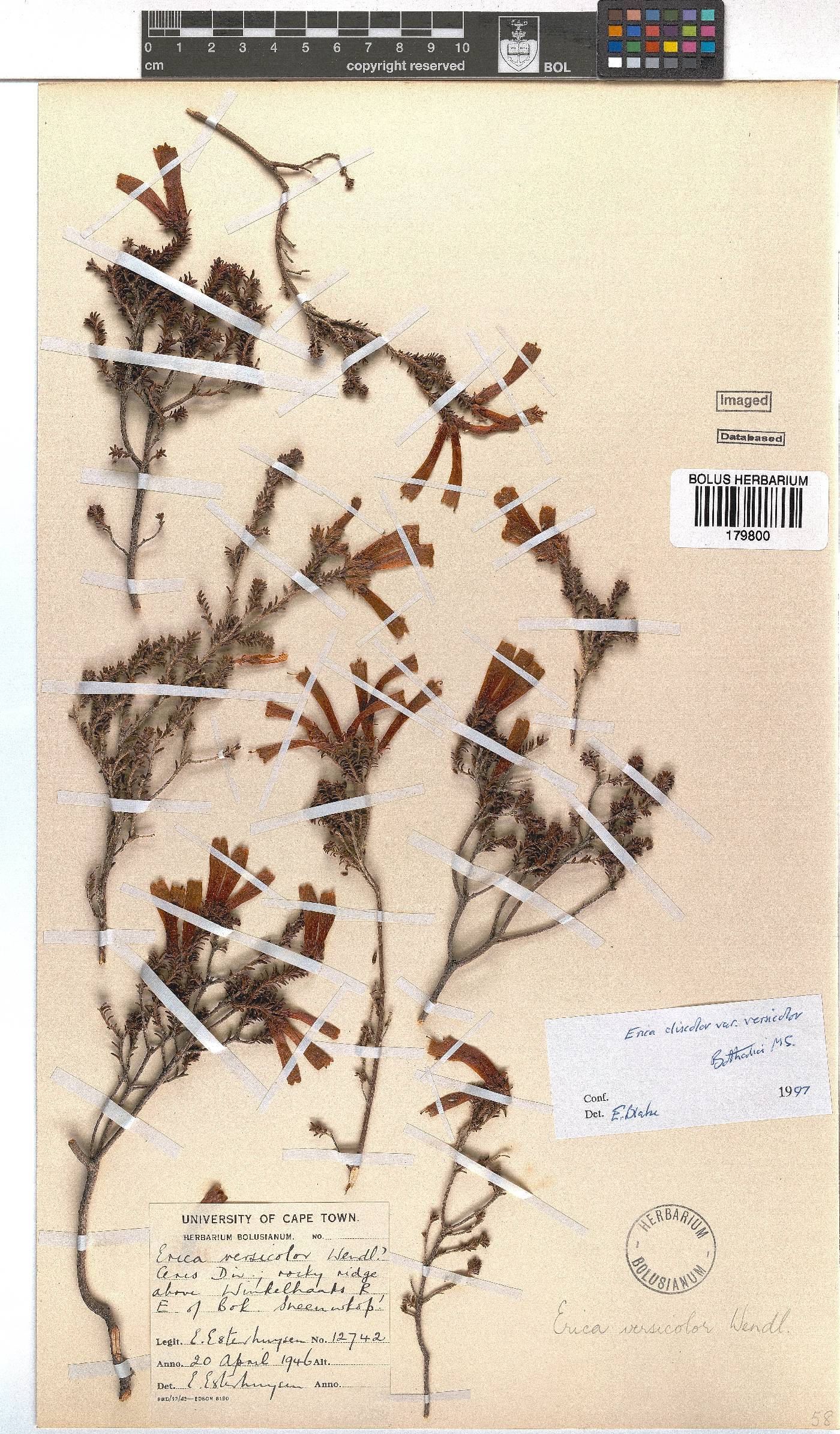Erica versicolor image